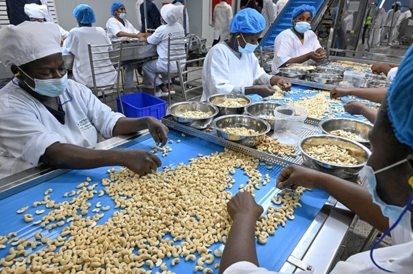 Dorado plans new cashew processing plant in Côte d’Ivoire